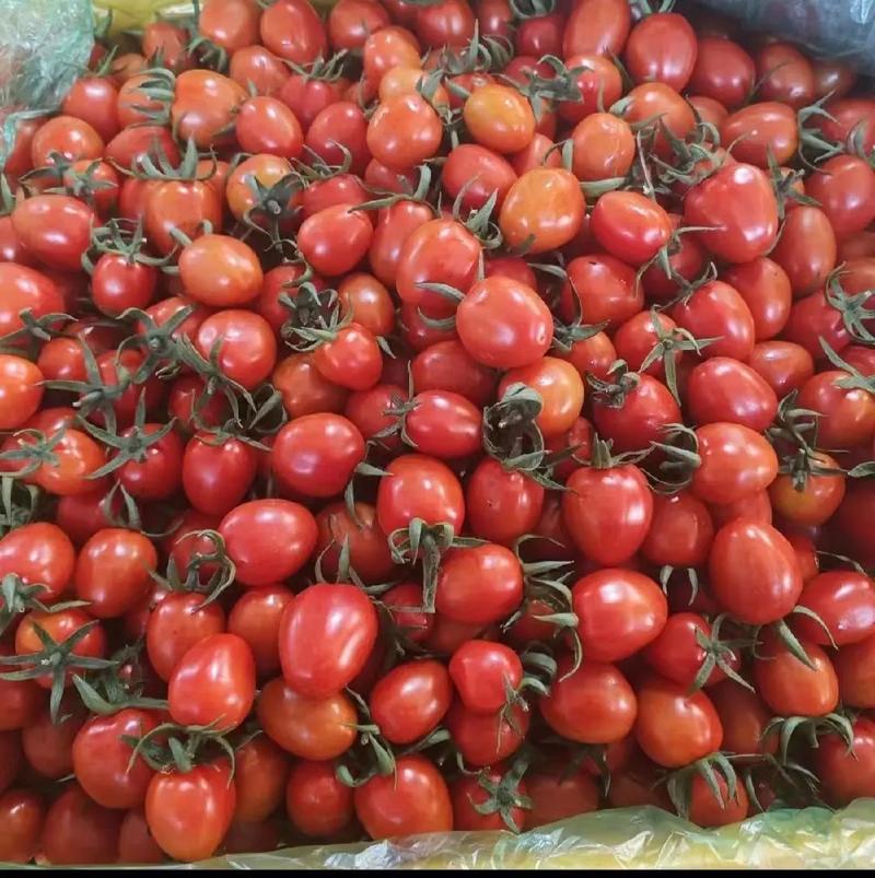 千禧圣女果产地大量上市口感番茄承接电商市场商超