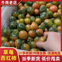 草莓柿子产地一手货源全国发货品质保证欢迎老板联系