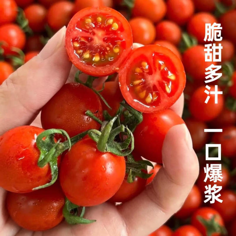 千禧圣女果产地大量上市口感番茄承接电商市场商超
