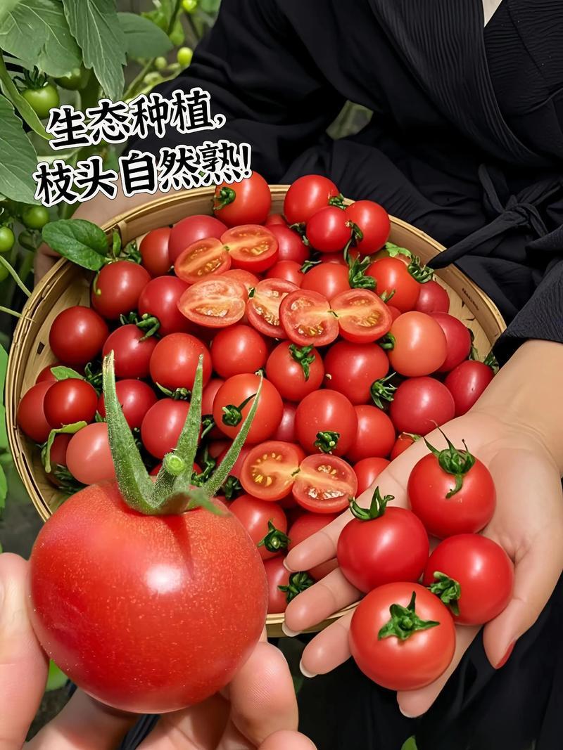 千禧圣女果产地大量上市口感番茄承接电商市场商超