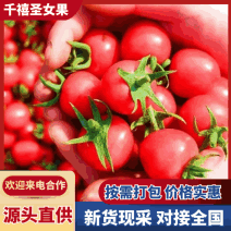 河南圣女果/渭南圣女果/小番茄/千禧圣女果/产地批发