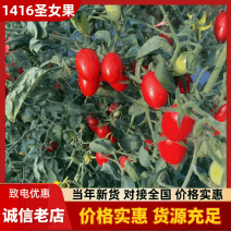 圣女果/小番茄/精品番茄/产地直发/全国代办/欢迎采购