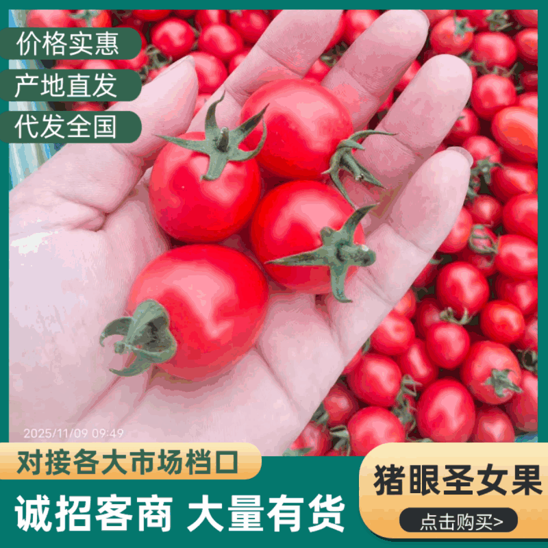 河南圣女果，滑县圣女果黄果，千玺，红果电商，市场，外贸