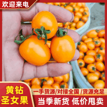 （圣女果）精品黄圣女果、产地直发/全国代办/欢迎采购