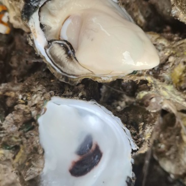 广东台山生蚝川岛白蚝现挖现发5斤起售保质保量