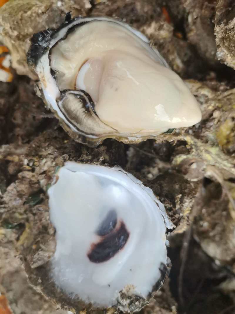 广东台山生蚝川岛白蚝现挖现发5斤起售保质保量