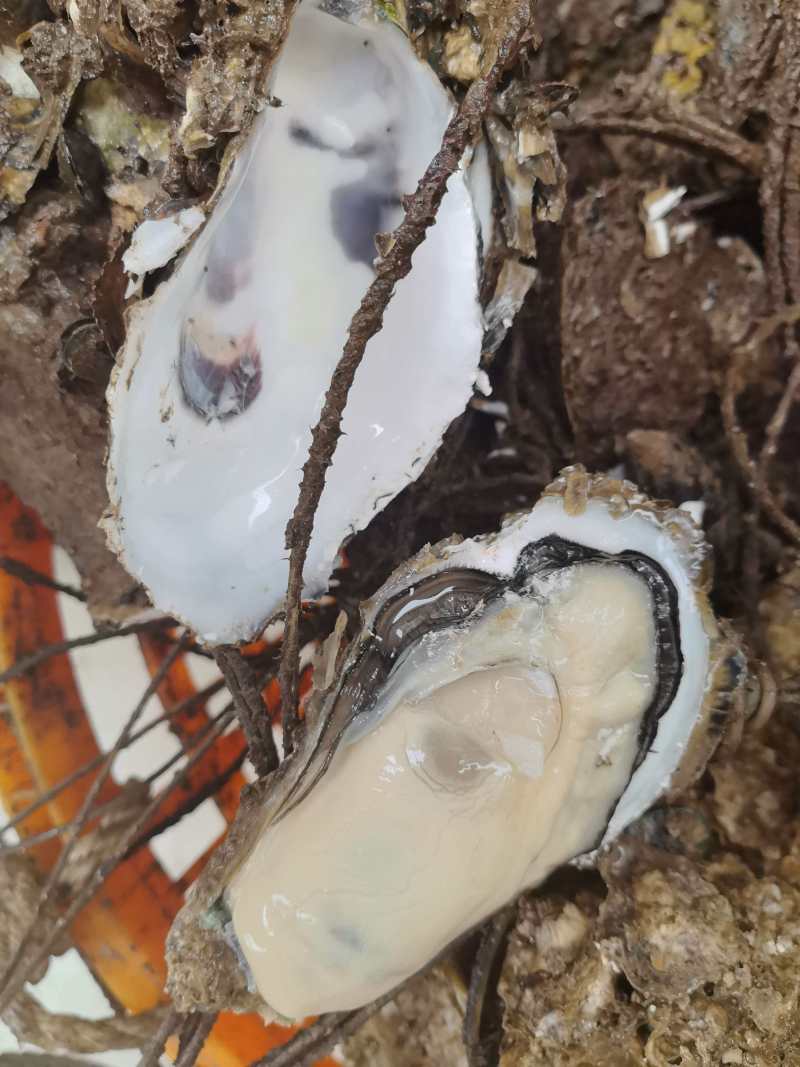 广东台山生蚝川岛白蚝现挖现发5斤起售保质保量