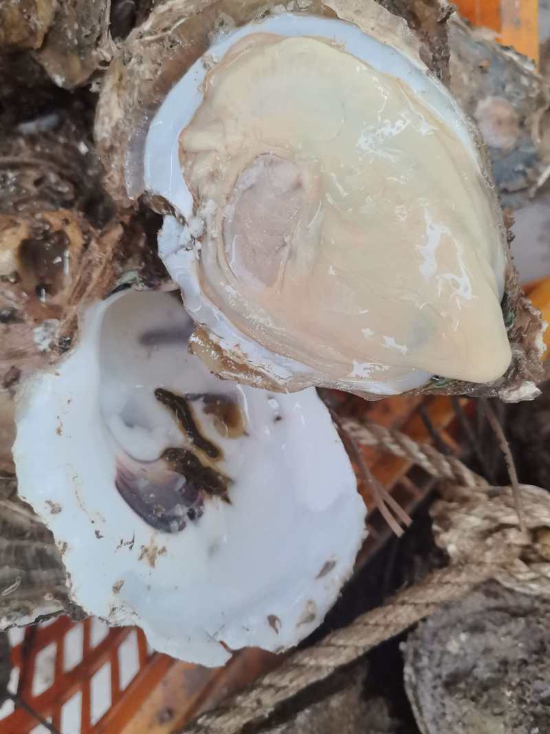 广东台山生蚝川岛白蚝现挖现发5斤起售保质保量