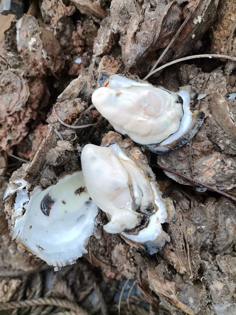 广东台山生蚝川岛白蚝现挖现发5斤起售保质保量