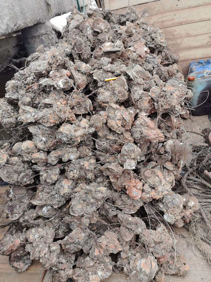 广东台山生蚝川岛白蚝现挖现发5斤起售保质保量