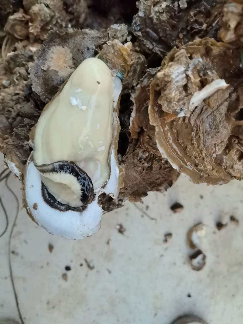 广东台山生蚝川岛白蚝现挖现发5斤起售保质保量