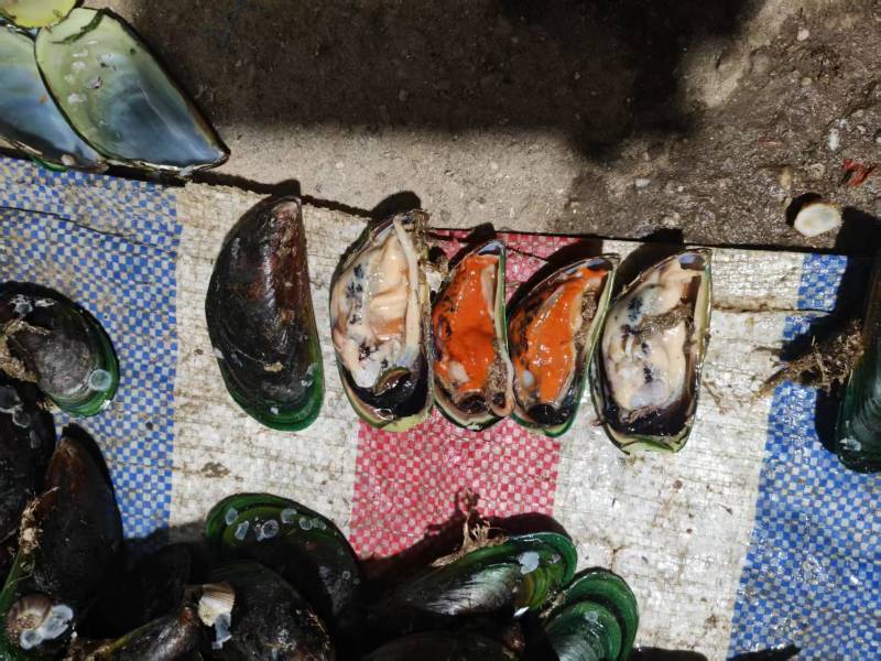 精品青口螺海螺产地直发全国供应大量有货可视频