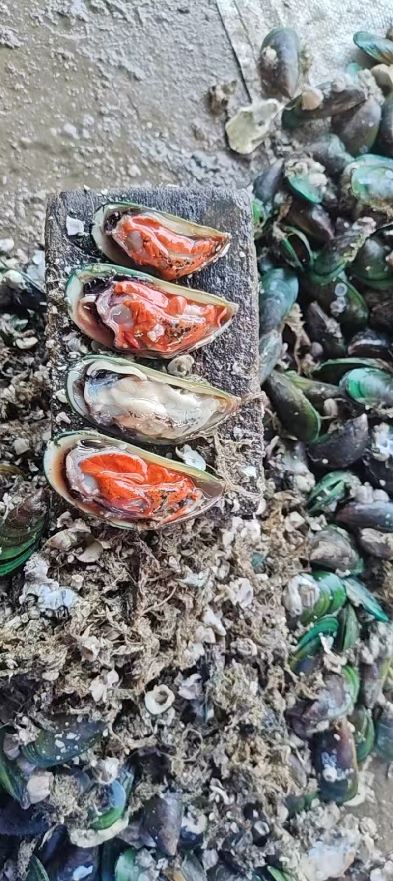 精品青口螺海螺产地直发全国供应大量有货可视频