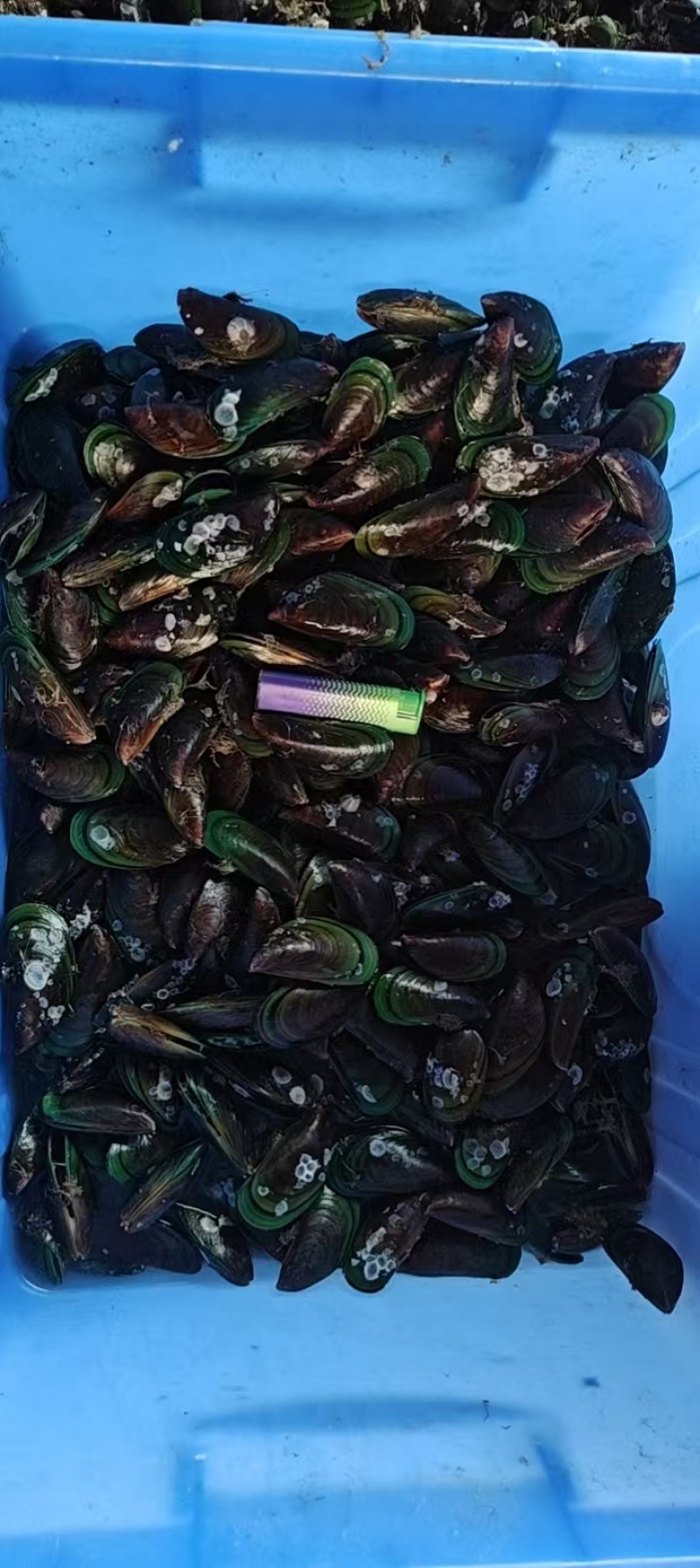 精品青口螺海螺产地直发全国供应大量有货可视频