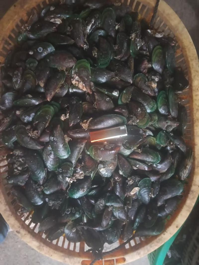 精品青口螺海螺产地直发全国供应大量有货可视频