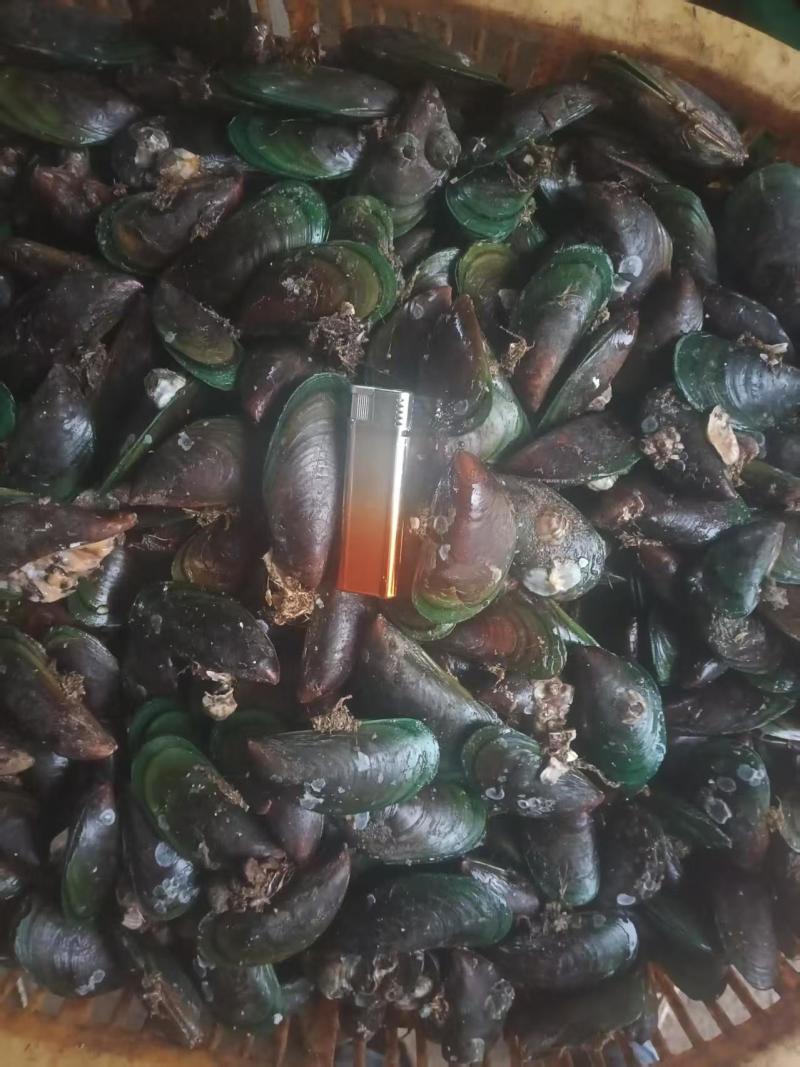 精品青口螺海螺产地直发全国供应大量有货可视频