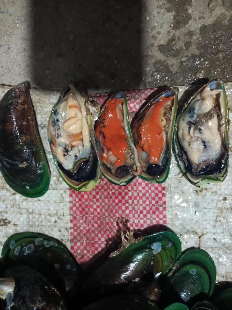 精品青口螺海螺产地直发全国供应大量有货可视频