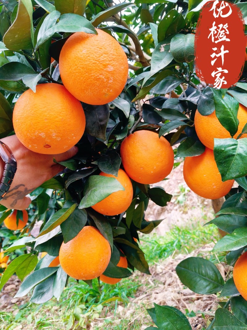 重庆奉节脐橙，口感纯甜，大量上市，产地直供，欢迎咨询