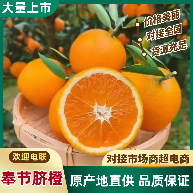 奉节脐橙（纽荷尔、长虹）产地直销，果园直采，欢迎来电咨询