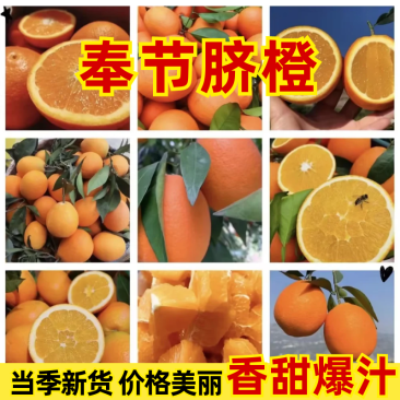 奉节脐橙（72/1）皮毛细腻，颜色红透，皮薄汁多。