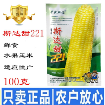 【中农斯达】国审221超甜纯黄玉米种子水果大棒子高产种籽