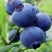 花香蓝莓【四川l25蓝莓】支持视频看货，可发往全国市场
