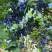 花香蓝莓【四川l25蓝莓】支持视频看货，可发往全国市场