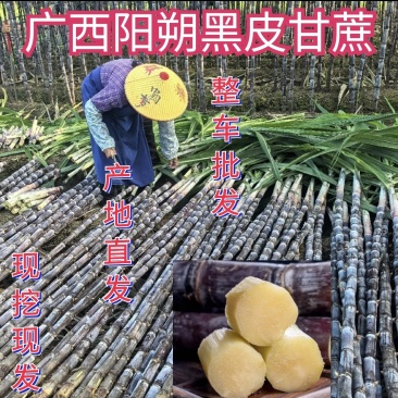 广西阳朔甘蔗黑皮甘蔗整车批发基地直供货源足实力代发全国