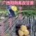 广西阳朔甘蔗黑皮甘蔗整车批发基地直供货源足实力代发全国