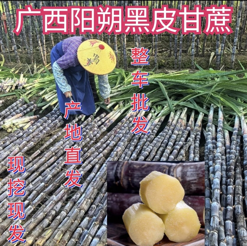 广西阳朔甘蔗黑皮甘蔗整车批发基地直供货源足实力代发全国