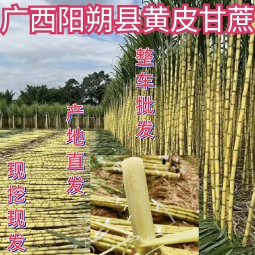 推荐广西阳朔黄皮甘蔗黄金甘蔗整车批发货源足实力代发全国