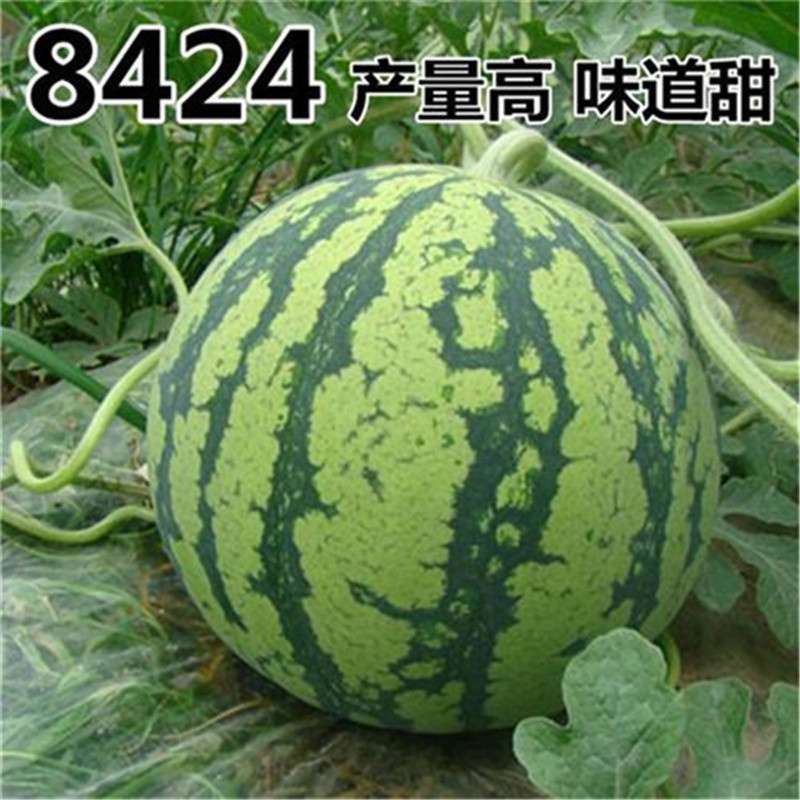 景丰佳靓1号西瓜种子早熟早佳84-24西瓜种子红瓤基地高