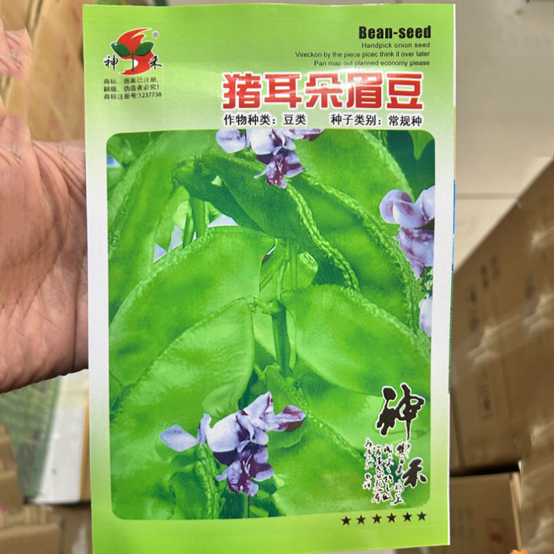 猪耳朵眉豆种子结荚多四季耐热易种植採栽时间长