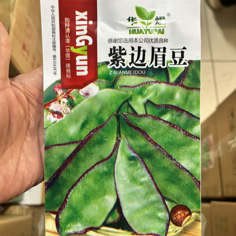 紫边眉豆种子结荚红镶边紫红边宽扁豆种籽春夏种植