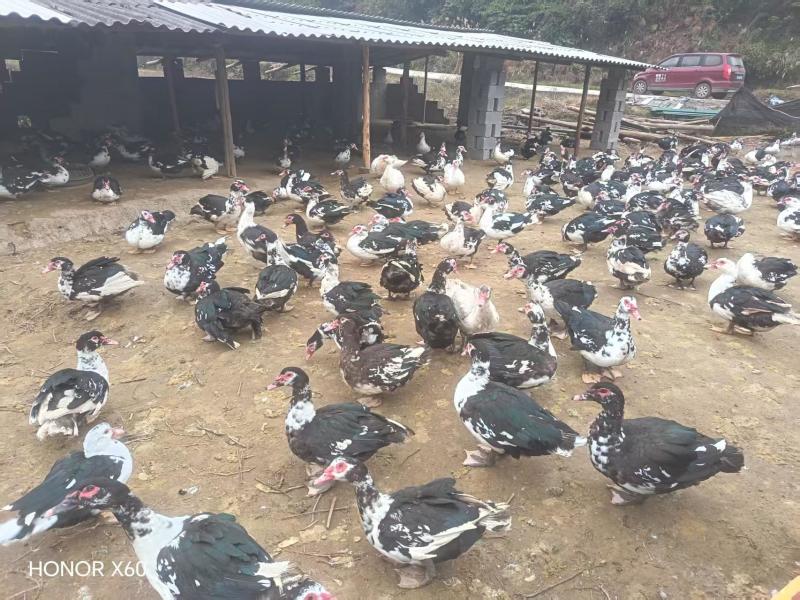 散养半年以上纯粮食喂养火鸭/养殖环境好/诚信经营量大从优