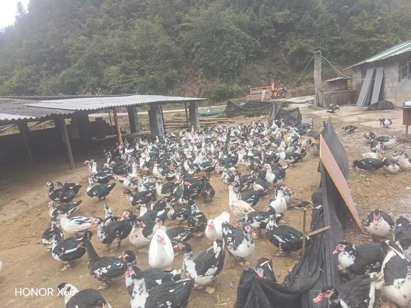 散养半年以上纯粮食喂养火鸭/养殖环境好/诚信经营量大从优