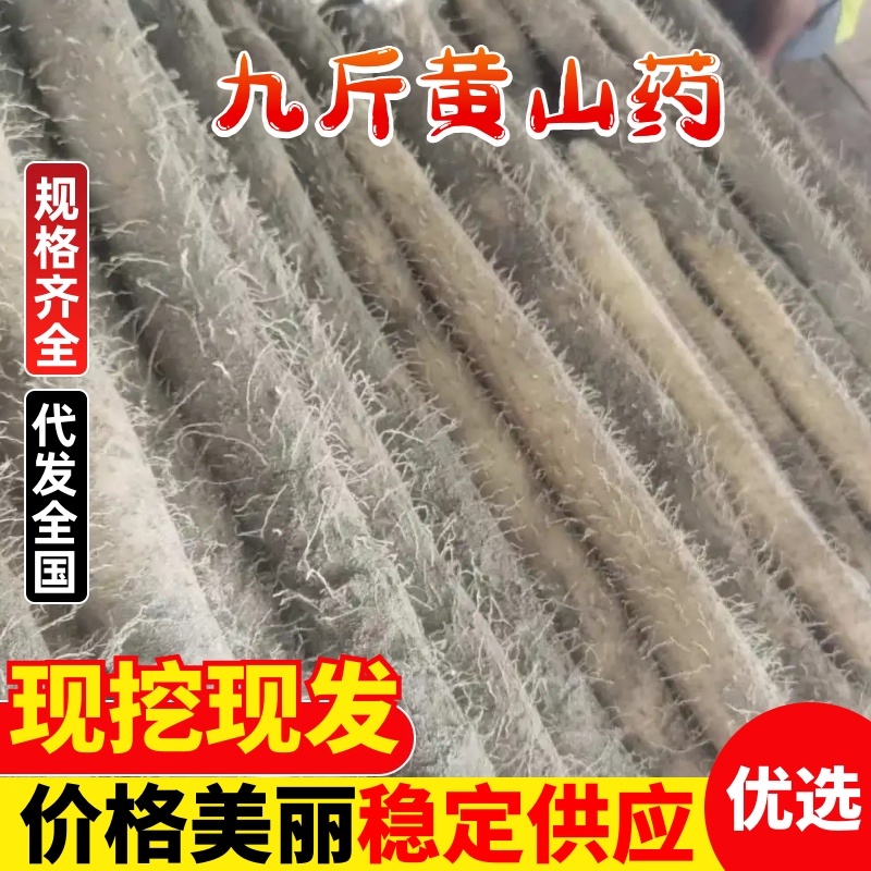 湖北精品山药九斤黄山药基地一手货源全国发货