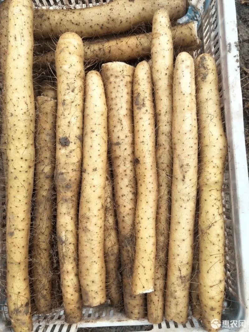 湖北精品山药九斤黄山药基地一手货源全国发货