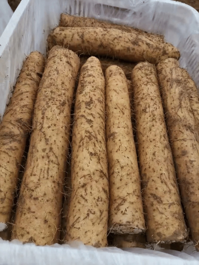 湖北精品山药九斤黄山药基地一手货源全国发货