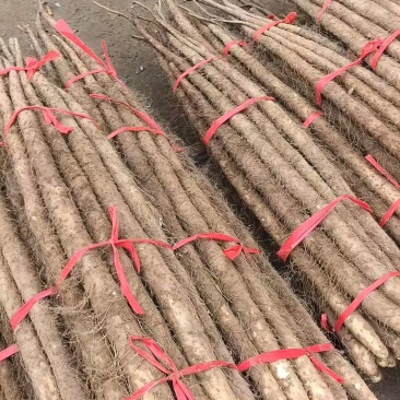 【推荐】河北麻山药白玉山药产地直发可视频看货对接全国