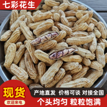 精品七彩花生货源充足对接全国质量保证产地供应欢迎咨询