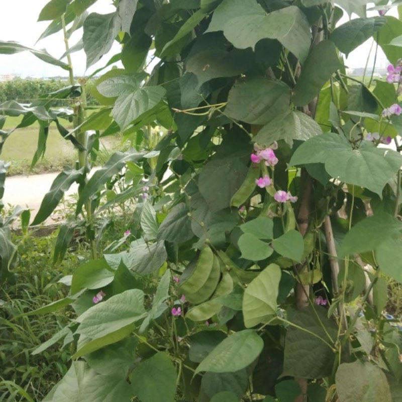 猪耳朵扁豆种子早熟嫩绿眉豆种子易种植100克蔓生型基地型