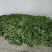 精品荠菜量上市/对接市场加工厂/适用于加工腌制咸菜