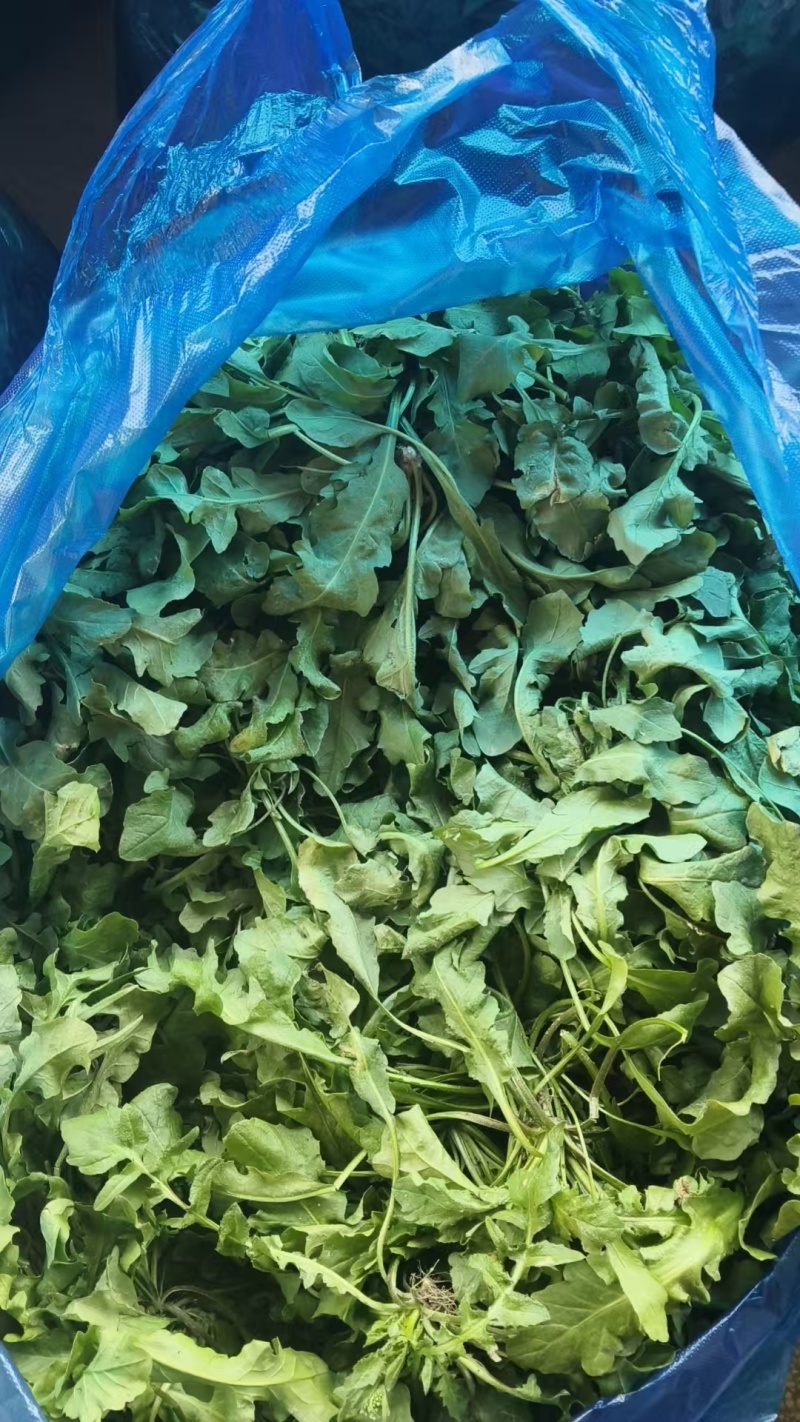 精品荠菜量上市/对接市场加工厂/适用于加工腌制咸菜