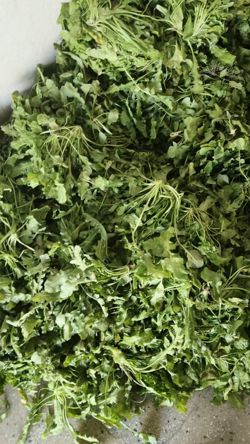 精品荠菜量上市/对接市场加工厂/适用于加工腌制咸菜