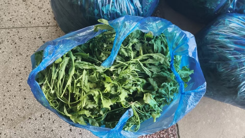精品荠菜一手货源品质保证对接商超欢迎联系