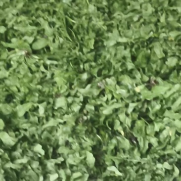 精品荠菜一手货源品质保证对接商超欢迎联系