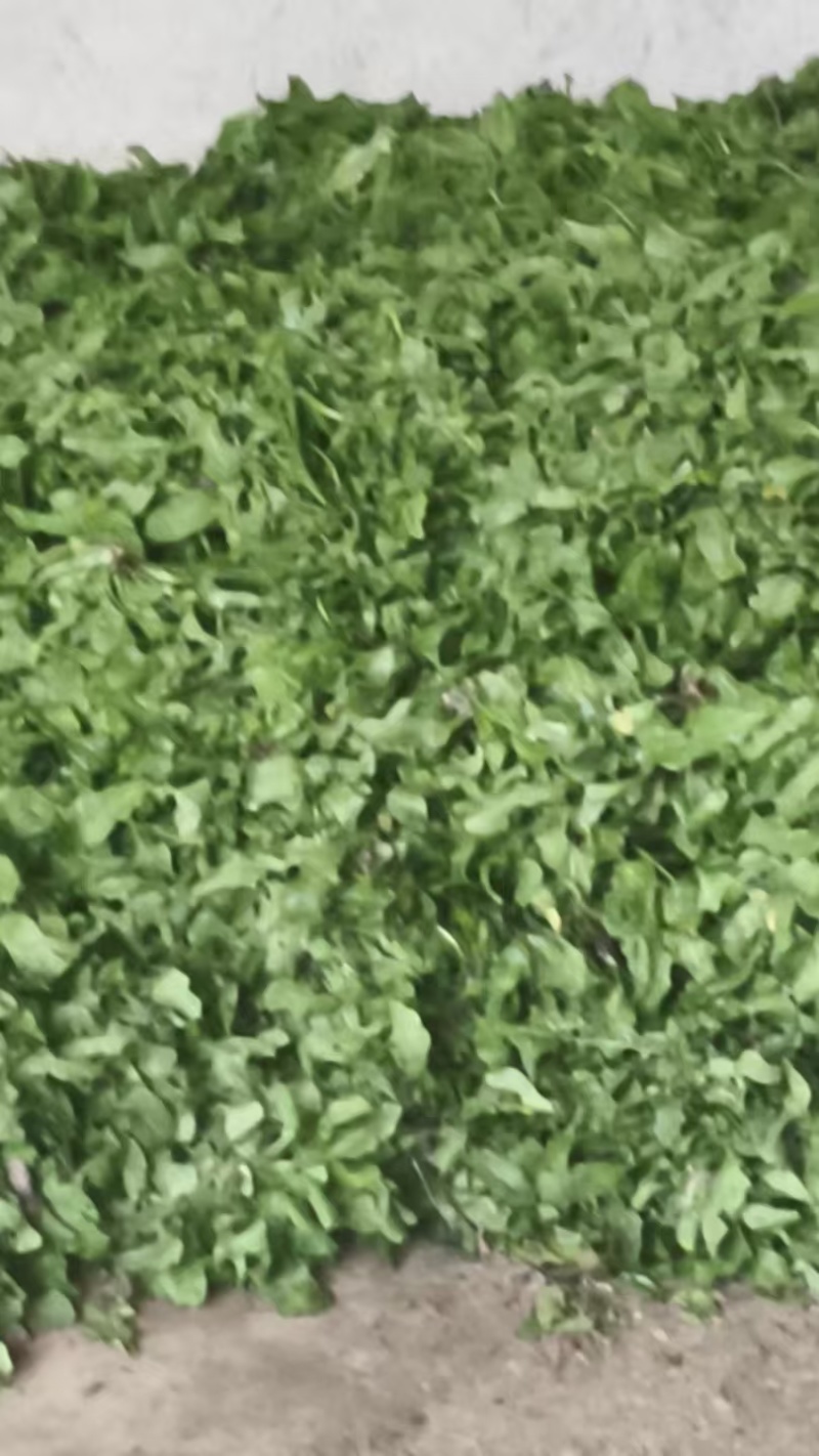 精品荠菜一手货源品质保证对接商超欢迎联系