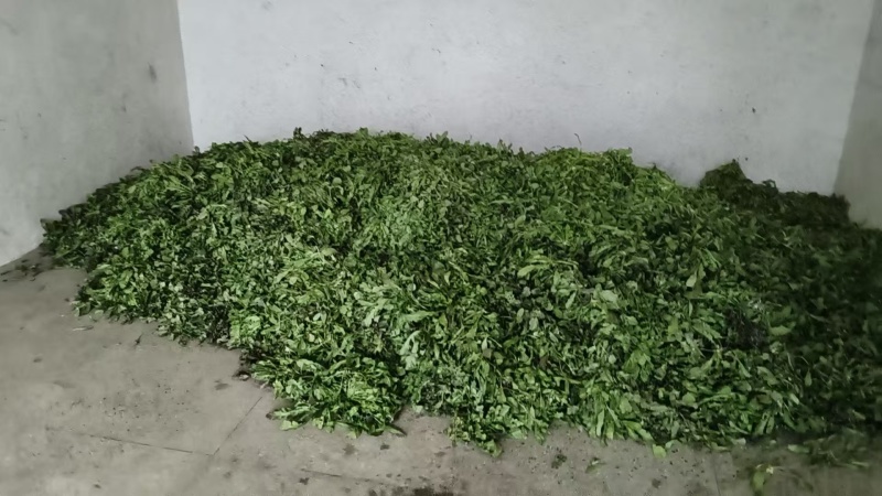 精品荠菜一手货源品质保证对接商超欢迎联系