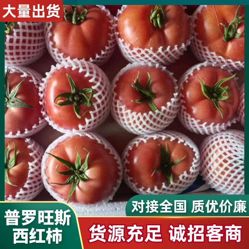 【实力供货】普罗旺斯西红柿弧三以上软粉通货批发电商